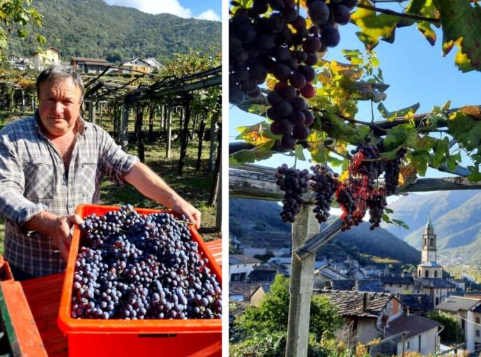 Carema capitale dell'uva e del vino dal 22 al 24 settembre per promuovere la vitivinicoltura eroica del Canavese